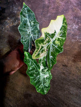 Alocasia Pseudo Sanderiana Albo Live Plant -(Aug-4-33-ER)