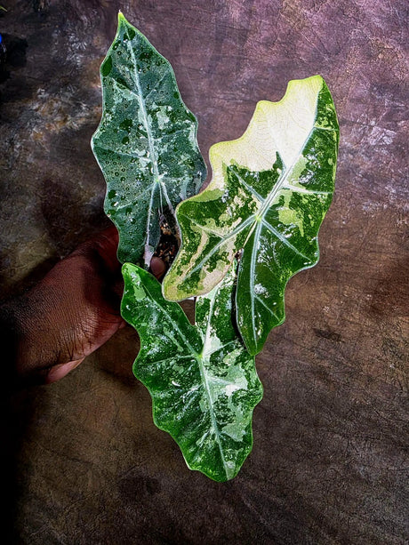 Alocasia Pseudo Sanderiana Albo Live Plant -(Aug-4-33-ER)