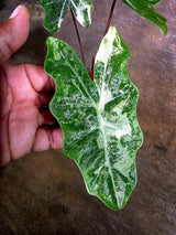 Alocasia Pseudo Sanderiana Albo Live Plant -(Aug-4-33-ER)