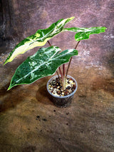 Alocasia Pseudo Sanderiana Albo Live Plant -(Aug-4-33-ER)