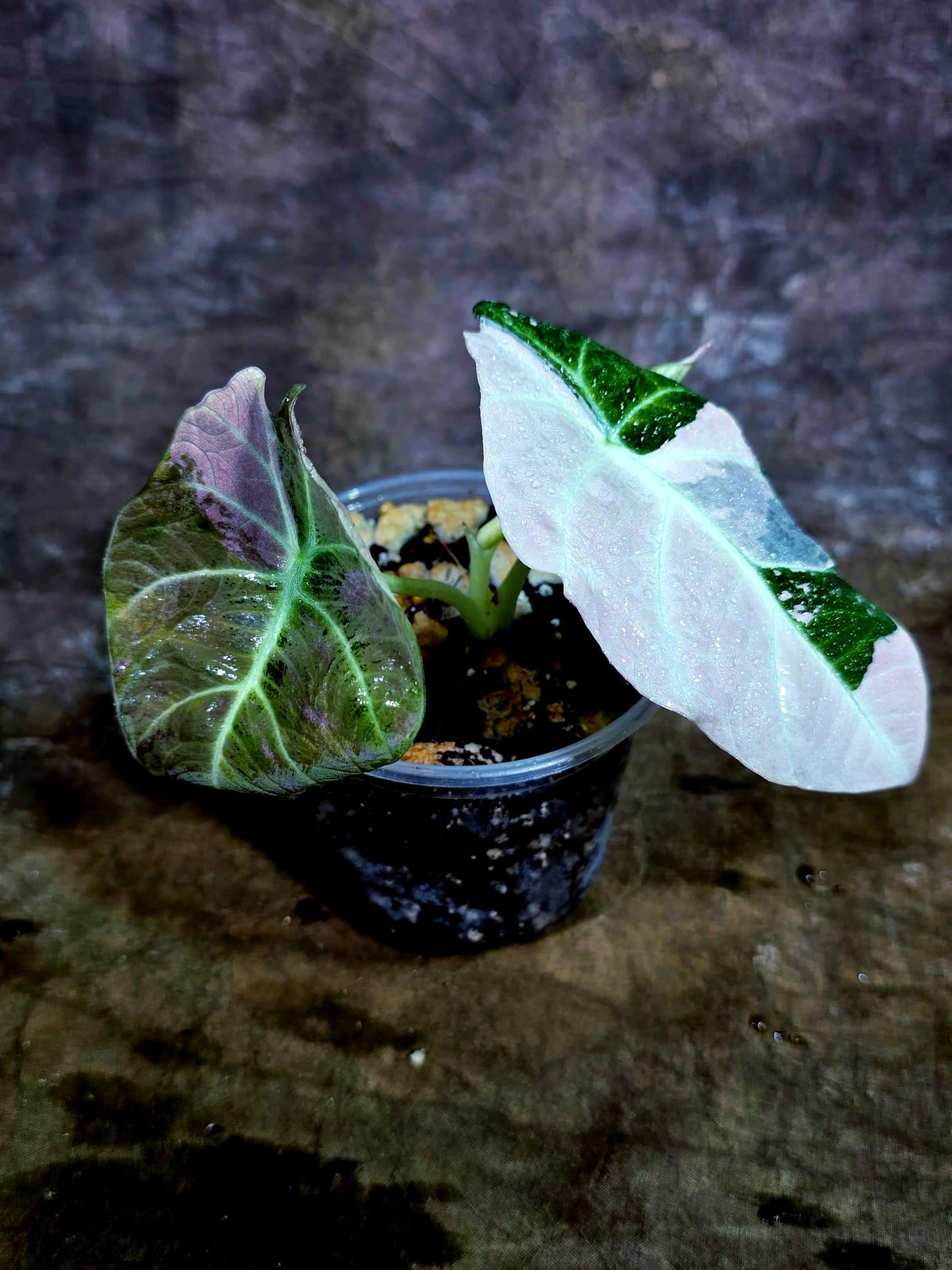 Alocasia Reginula Black Velvet Pink Variegated (Aug-4-59-ER)