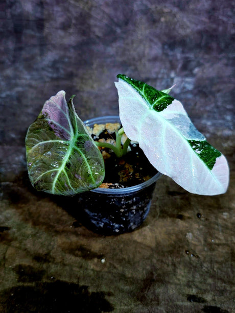 Alocasia Reginula Black Velvet Pink Variegated (Aug-4-59-ER)