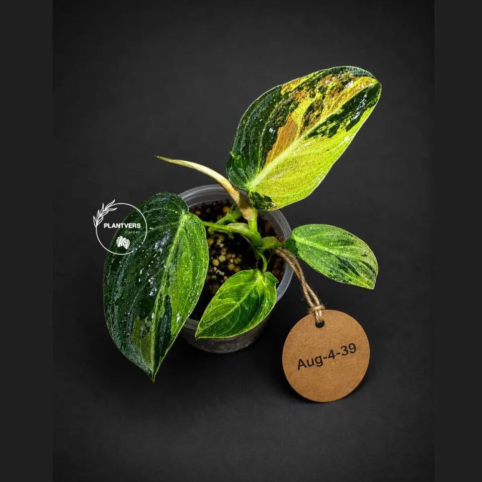 Variegated Philodendron Melanochrysum Live Plant(Aug-4-39)
