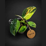 Variegated Philodendron Melanochrysum Live Plant(Aug-4-39)