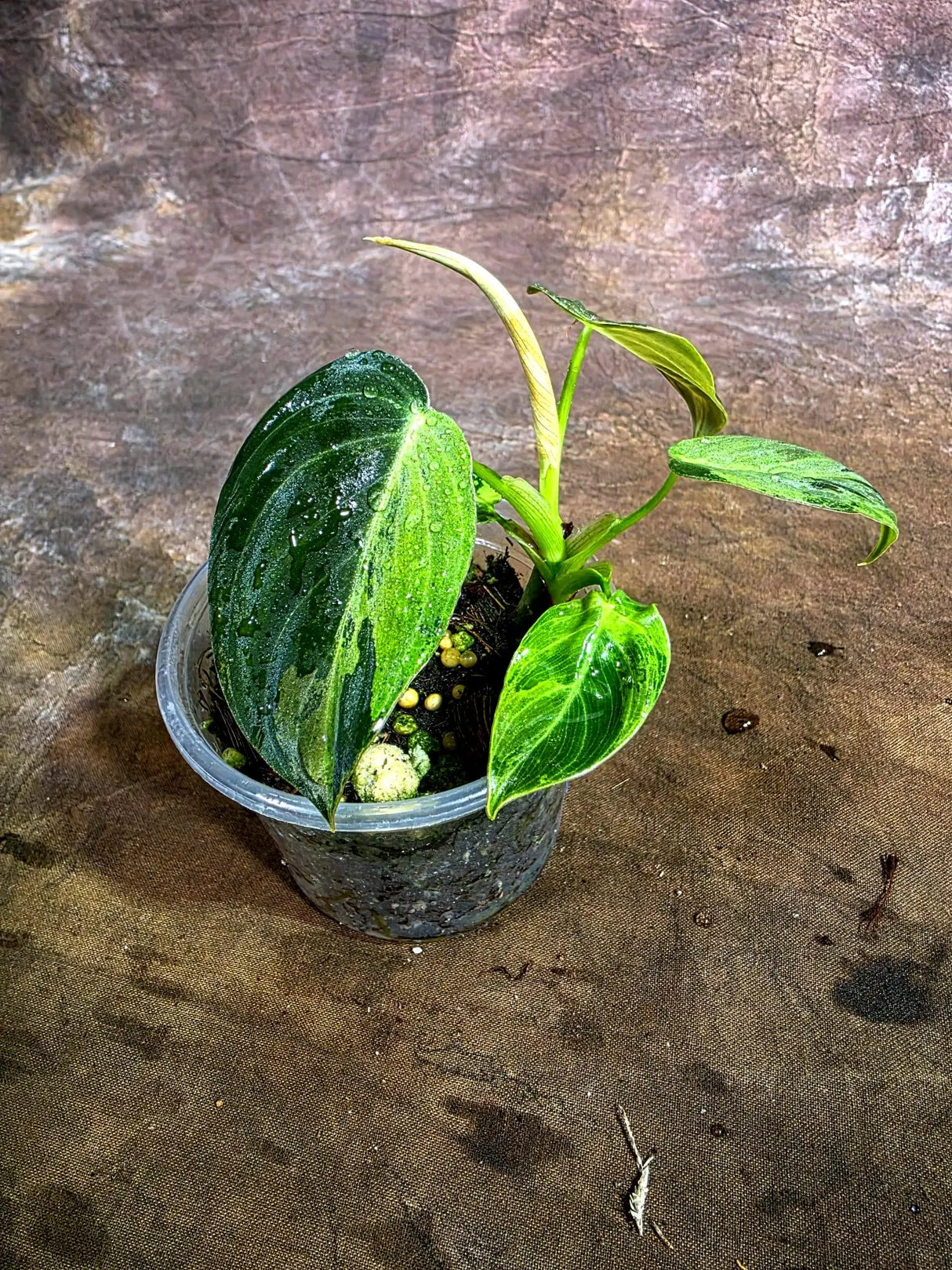 Variegated Philodendron Melanochrysum Live Plant(Aug-4-39)