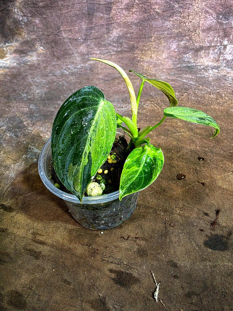 Variegated Philodendron Melanochrysum Live Plant(Aug-4-39)