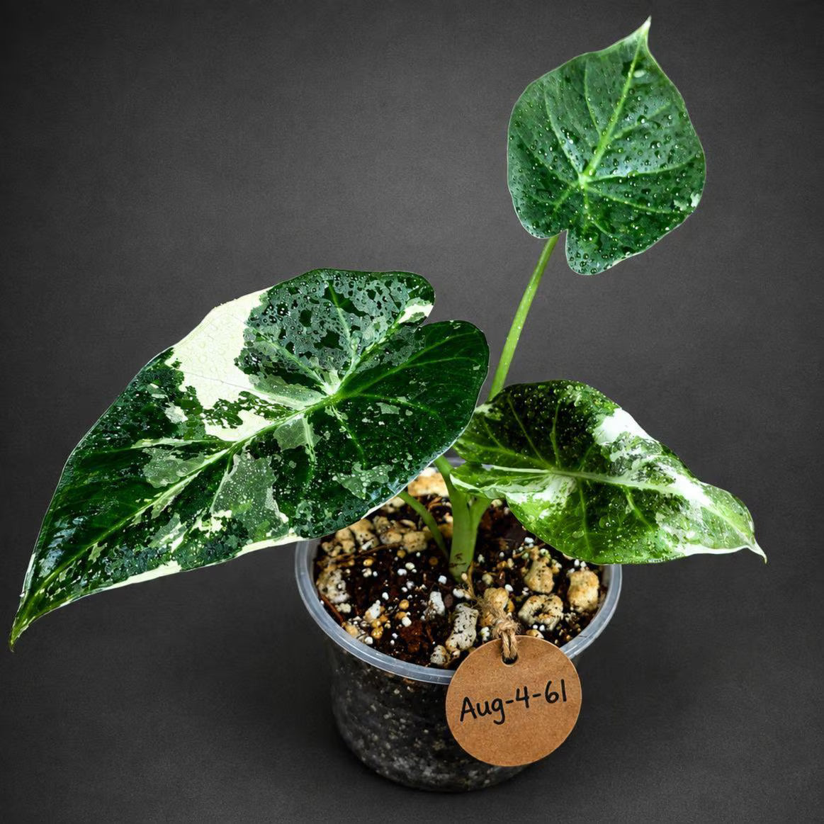 Alocasia Regal Albo Variegated Live Plant -(Aug-4-61-ER)
