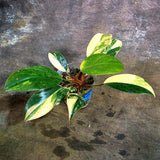 Yellow Congo Philodendron Variegated Live Plant (Aug-4-41-ER)