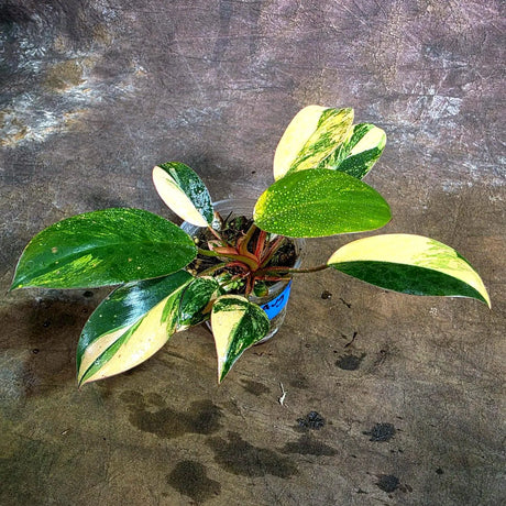 Yellow Congo Philodendron Variegated Live Plant (Aug-4-41-ER)