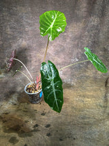 Rare Pink Alocasia Chantrieri Live Plant -(Aug-4-42-ER)