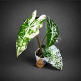Alocasia Amazonica Albo Variegated Live Plant (Aug-4-40-ER)