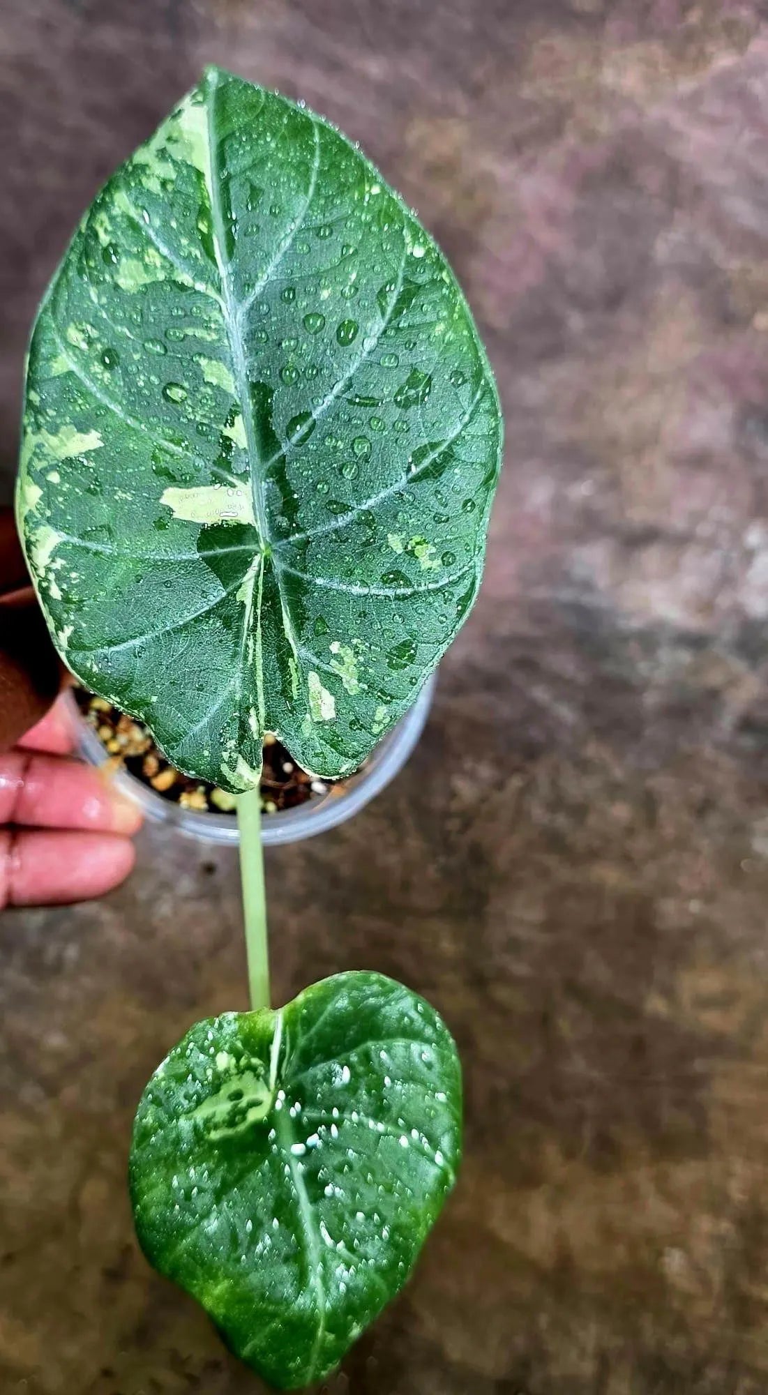 Alocasia Maharani Albo Variegated Live Plant - (Aug-4-45-ER)