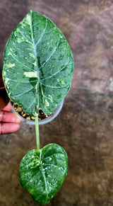 Alocasia Maharani Albo Variegated Live Plant - (Aug-4-45-ER)