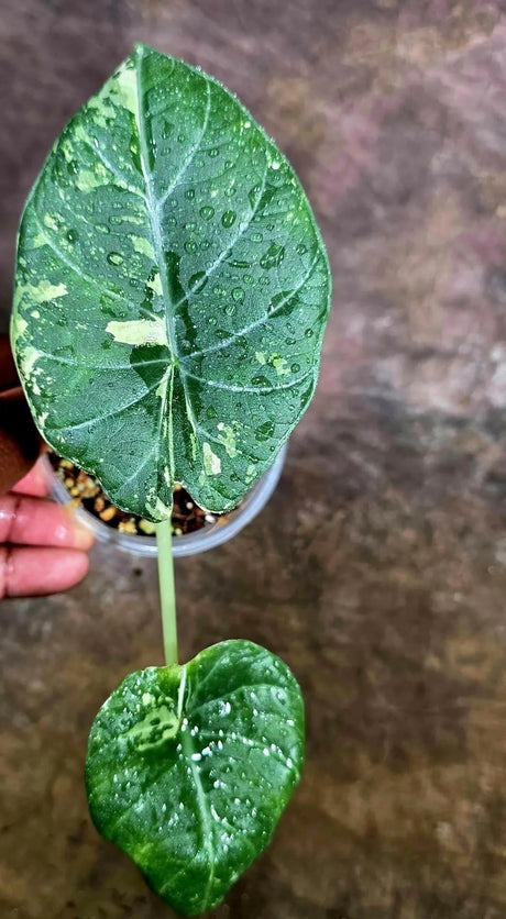 Alocasia Maharani Albo Variegated Live Plant - (Aug-4-45-ER)