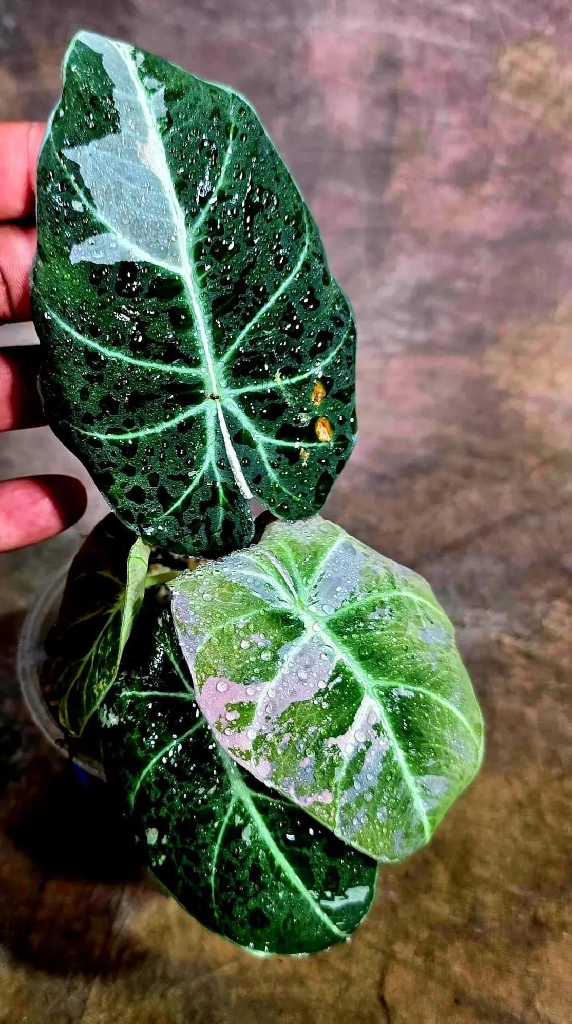 Alocasia Reginula Black Velvet Pink Variegated -(Aug-4-48-ER)