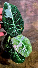 Alocasia Reginula Black Velvet Pink Variegated -(Aug-4-48-ER)