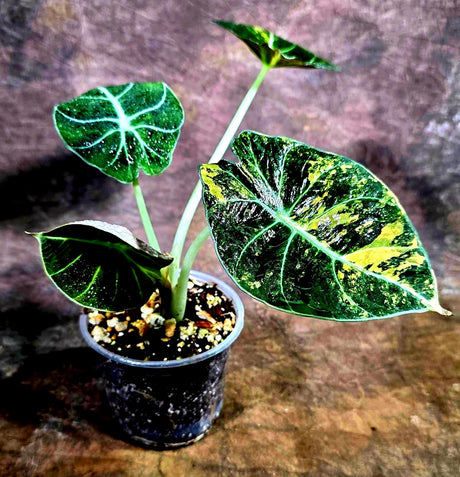 Alocasia Black Velvet Gold Variegated (Aug-4-47-ER)