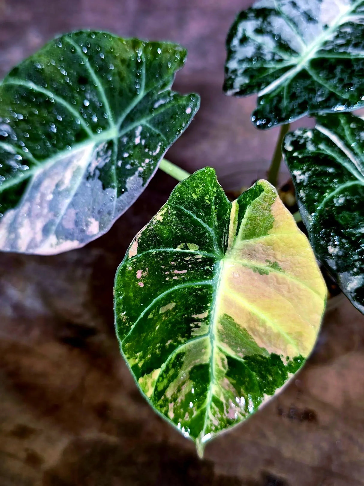 Alocasia Reginula Black Velvet Pink Variegated - (Aug-4-62-ER)