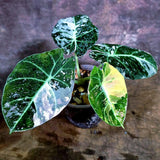 Alocasia Reginula Black Velvet Pink Variegated - (Aug-4-62-ER)