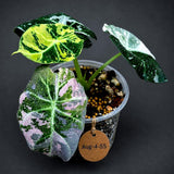 Alocasia Reginula Black Velvet Pink Variegated (Aug-4-55-ER)