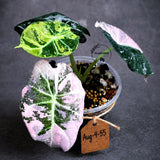 Alocasia Reginula Black Velvet Pink Variegated (Aug-4-55-ER)