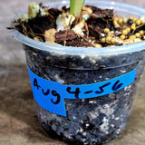 Alocasia Simpo Albo Variegated Live Plant (Aug-4-56-ER)