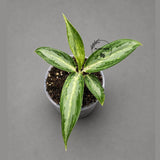 Aglaonema White Rain Live Plant in 3" Nursery Pot - Chinese Evergreen Houseplant - Easy Care Indoor Plant - Air Purifying Home Decor