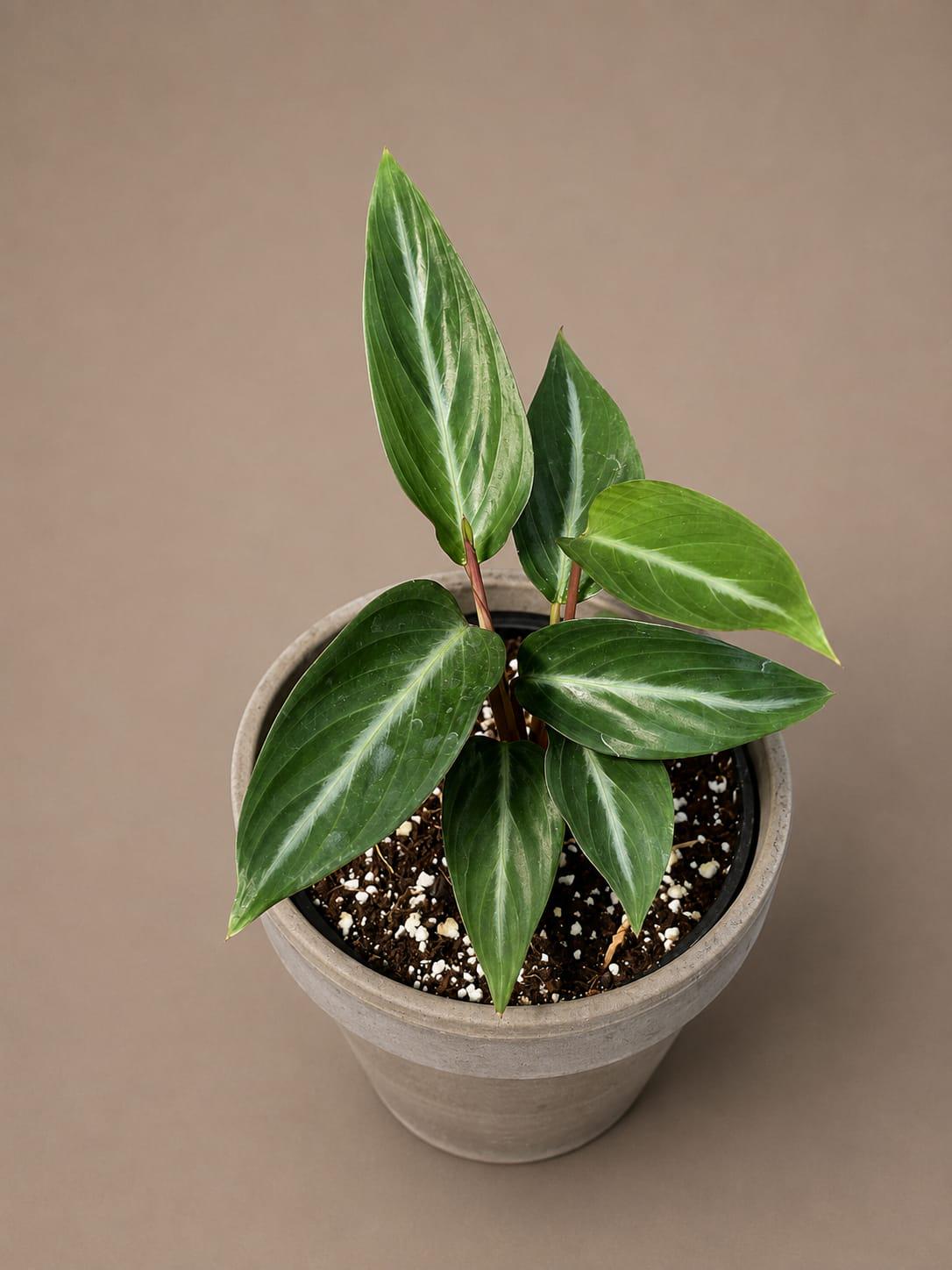 Stromanthe Triostar Live Plant in 3.5" Nursery Pot - Triostar Prayer Plant - Variegated Tropical Houseplant - Pink White Green Indoor