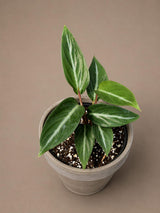 Stromanthe Triostar Live Plant in 3.5" Nursery Pot - Triostar Prayer Plant - Variegated Tropical Houseplant - Pink White Green Indoor