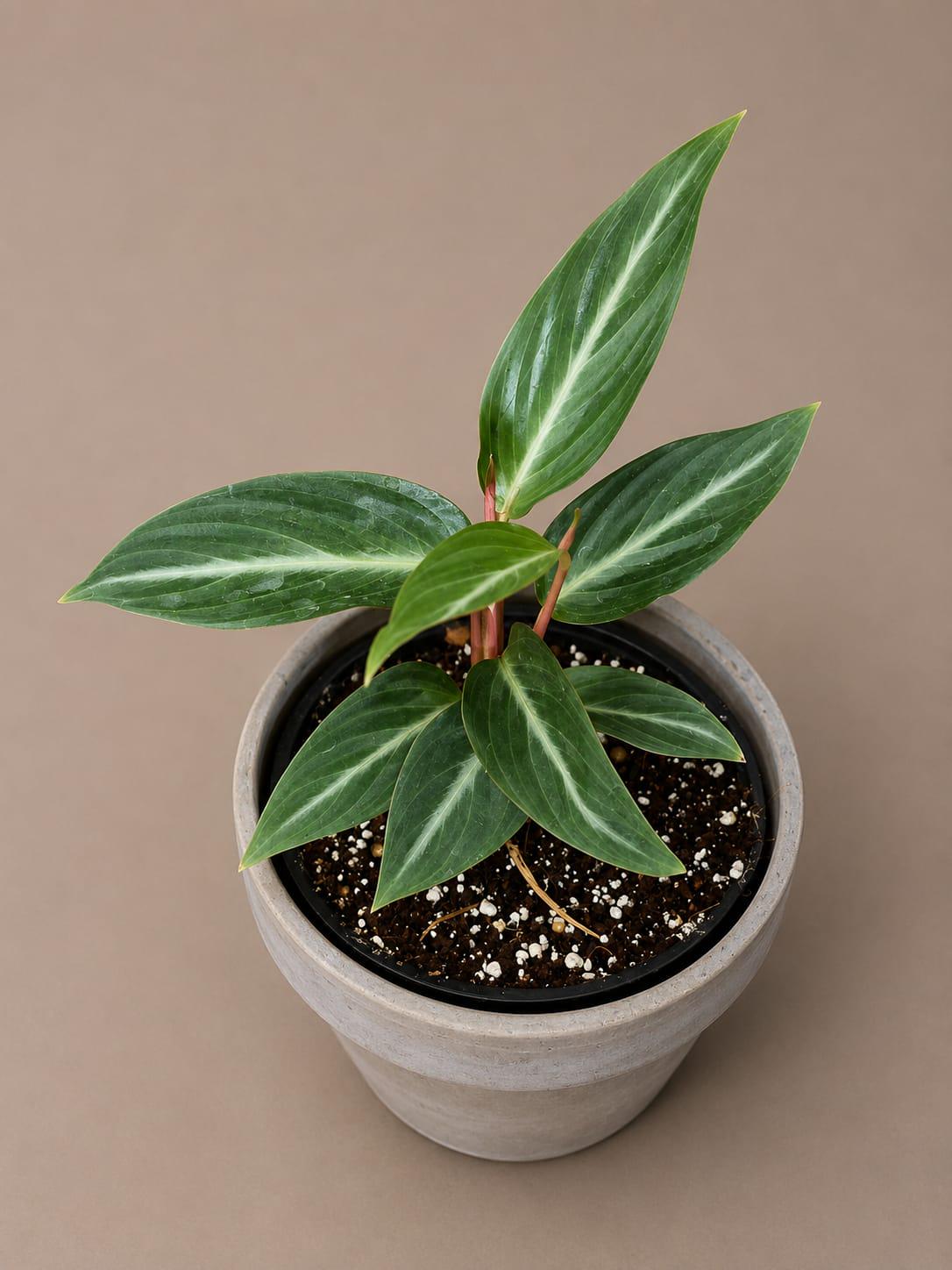 Stromanthe Triostar Live Plant in 3.5" Nursery Pot - Triostar Prayer Plant - Variegated Tropical Houseplant - Pink White Green Indoor