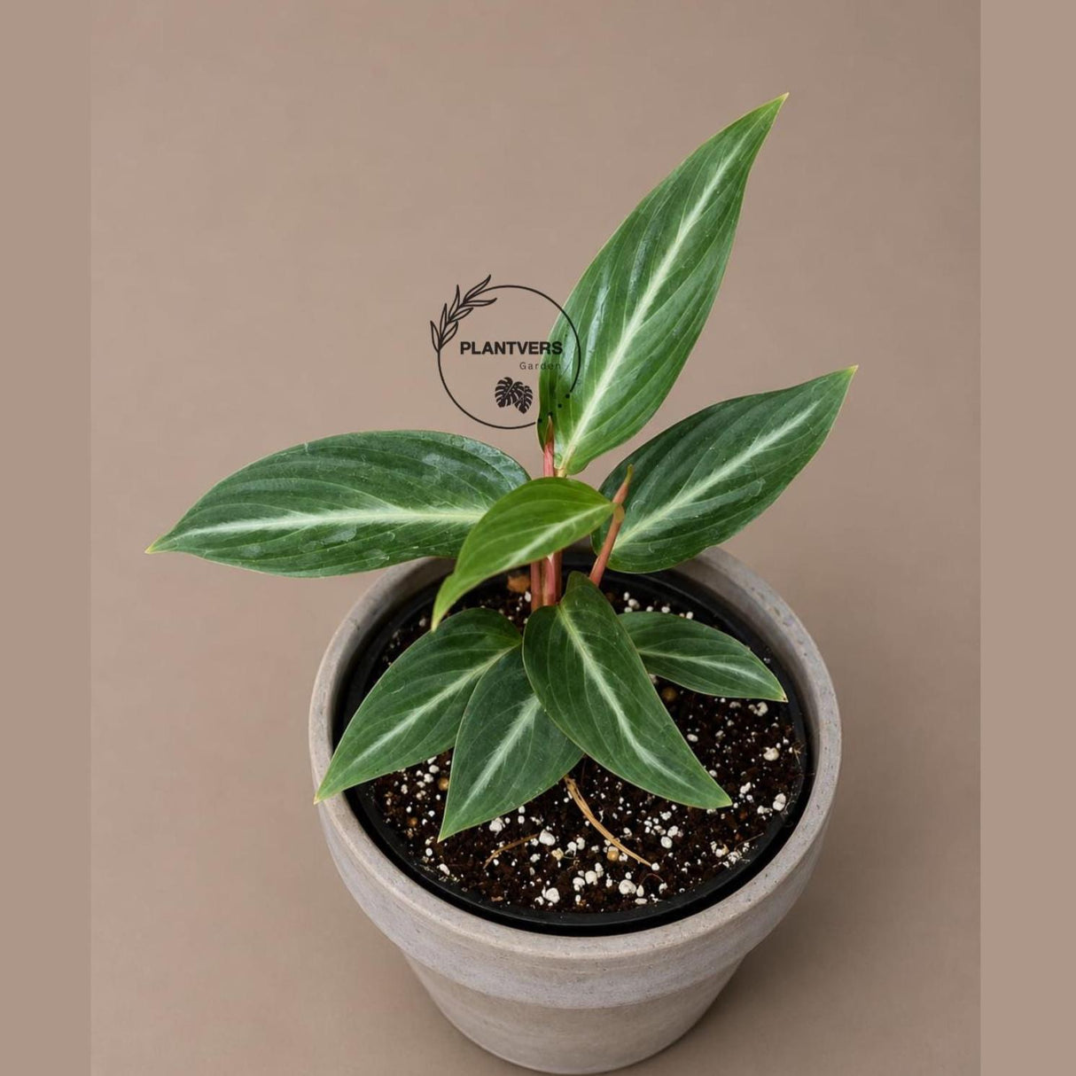 Stromanthe Triostar Live Plant in 3.5" Nursery Pot - Triostar Prayer Plant - Variegated Tropical Houseplant - Pink White Green Indoor