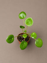 Chinese Money Plant in a 2" Starter Pot - Pilea Peperomioides - Money Plant - Low Light Indoor Houseplants - Lucky Coin Plant