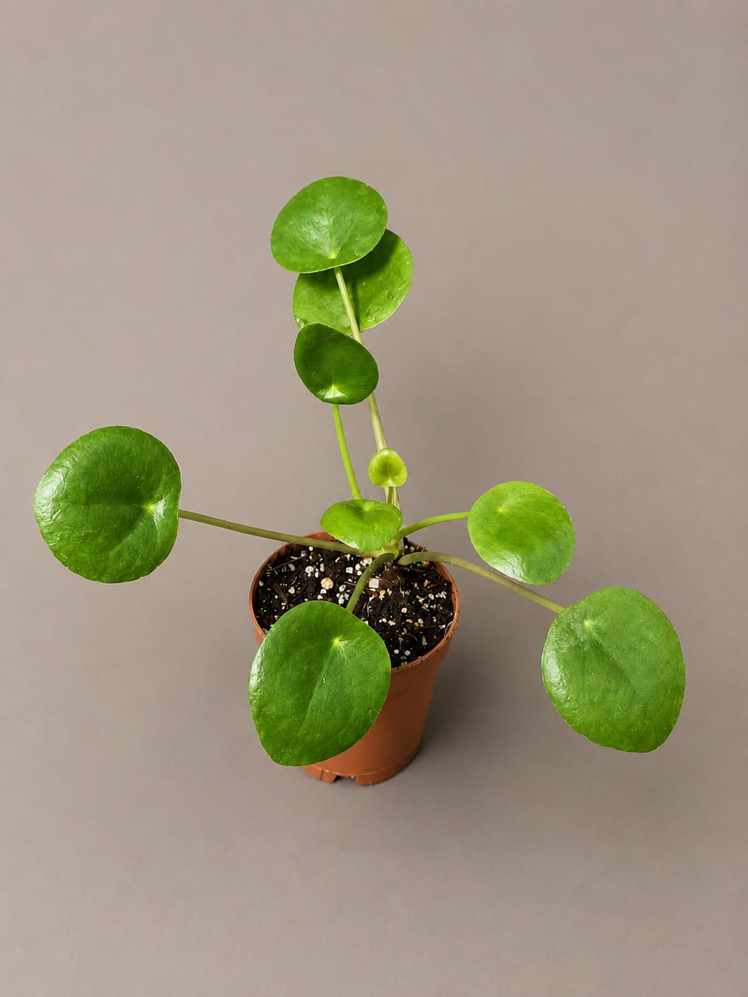 Chinese Money Plant in a 2" Starter Pot - Pilea Peperomioides - Money Plant - Low Light Indoor Houseplants - Lucky Coin Plant