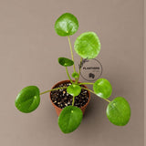 Chinese Money Plant in a 2" Starter Pot - Pilea Peperomioides - Money Plant - Low Light Indoor Houseplants - Lucky Coin Plant