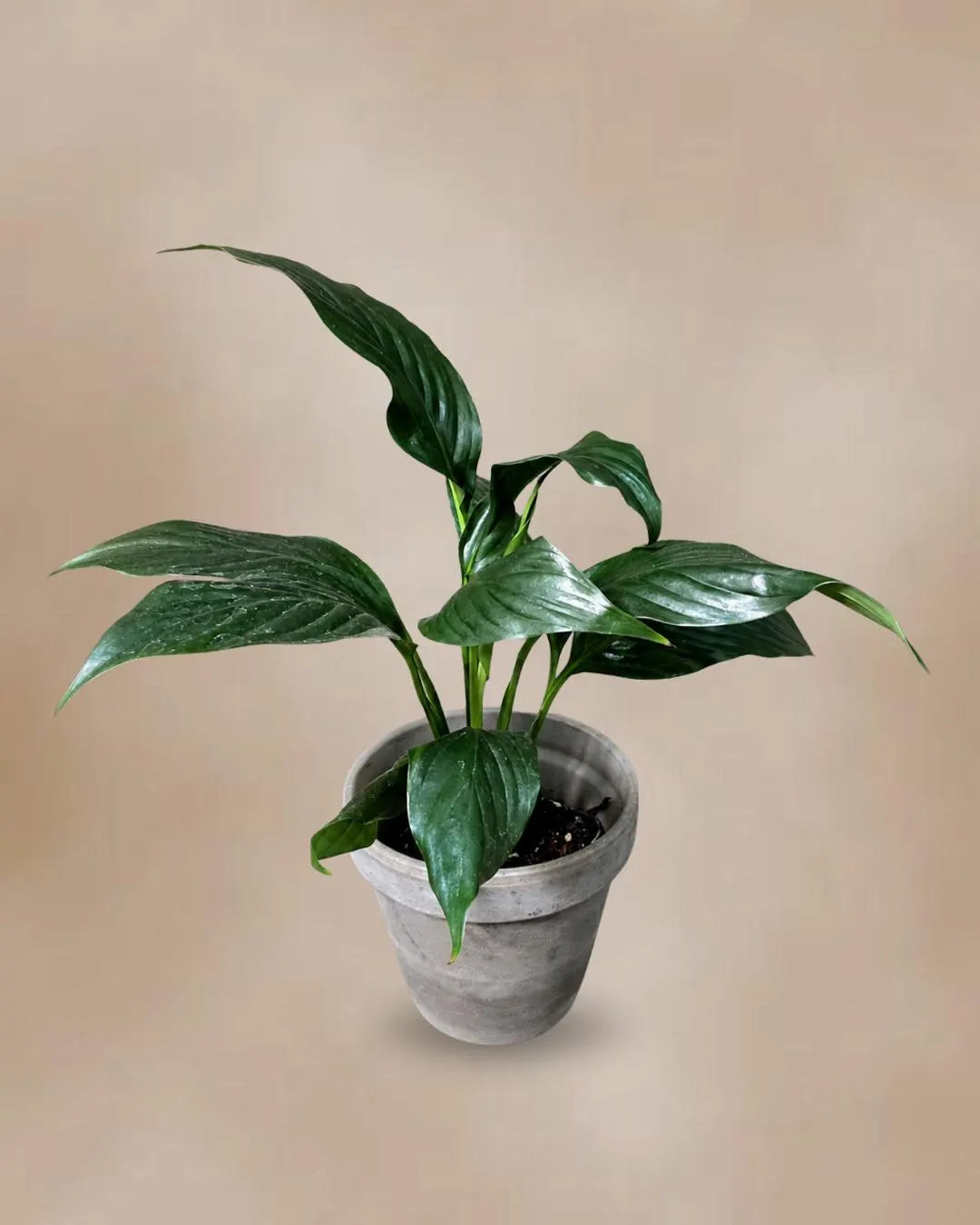 Spathiphyllum Peace Lily in a 3.5" Nursery Pot - Air-Purifying Indoor Plant - Low Maintenance - Low-Light Flowering Plant
