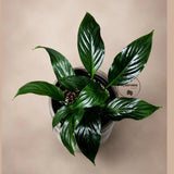 Spathiphyllum Peace Lily in a 3.5" Nursery Pot - Air-Purifying Indoor Plant - Low Maintenance - Low-Light Flowering Plant