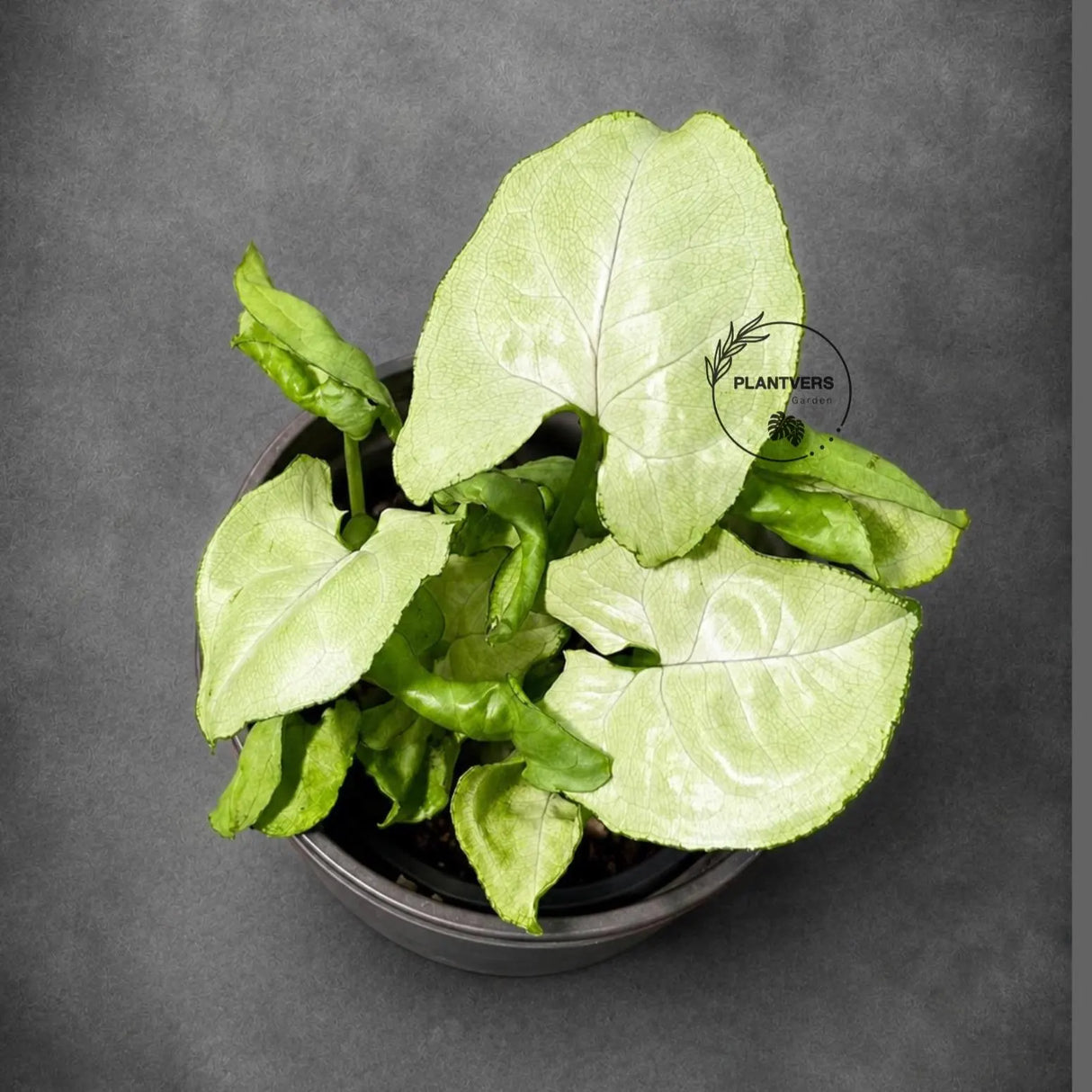 Syngonium White Butterfly 3" - White Syngonium - Arrowhead Plant - Live Houseplant - Tropical Plant