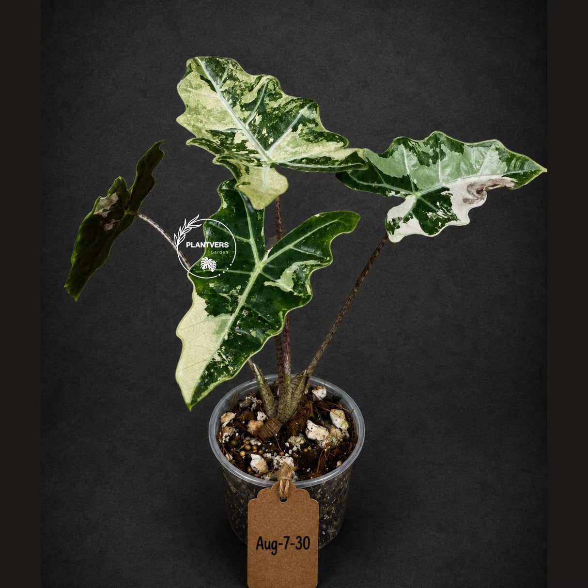 Alocasia Pseudo Sanderiana Albo Live Plant -(Aug-7-30-ER)