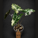 Alocasia Pseudo Sanderiana Albo Live Plant -(Aug-7-30-ER)