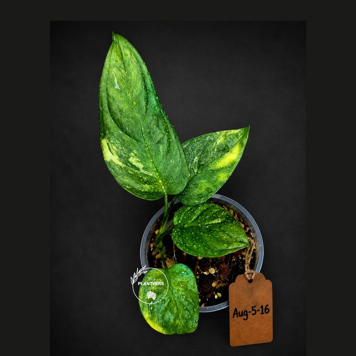 Obliqua Mayuna - Rare Tropical Collectors Plant (Aug-5-16)