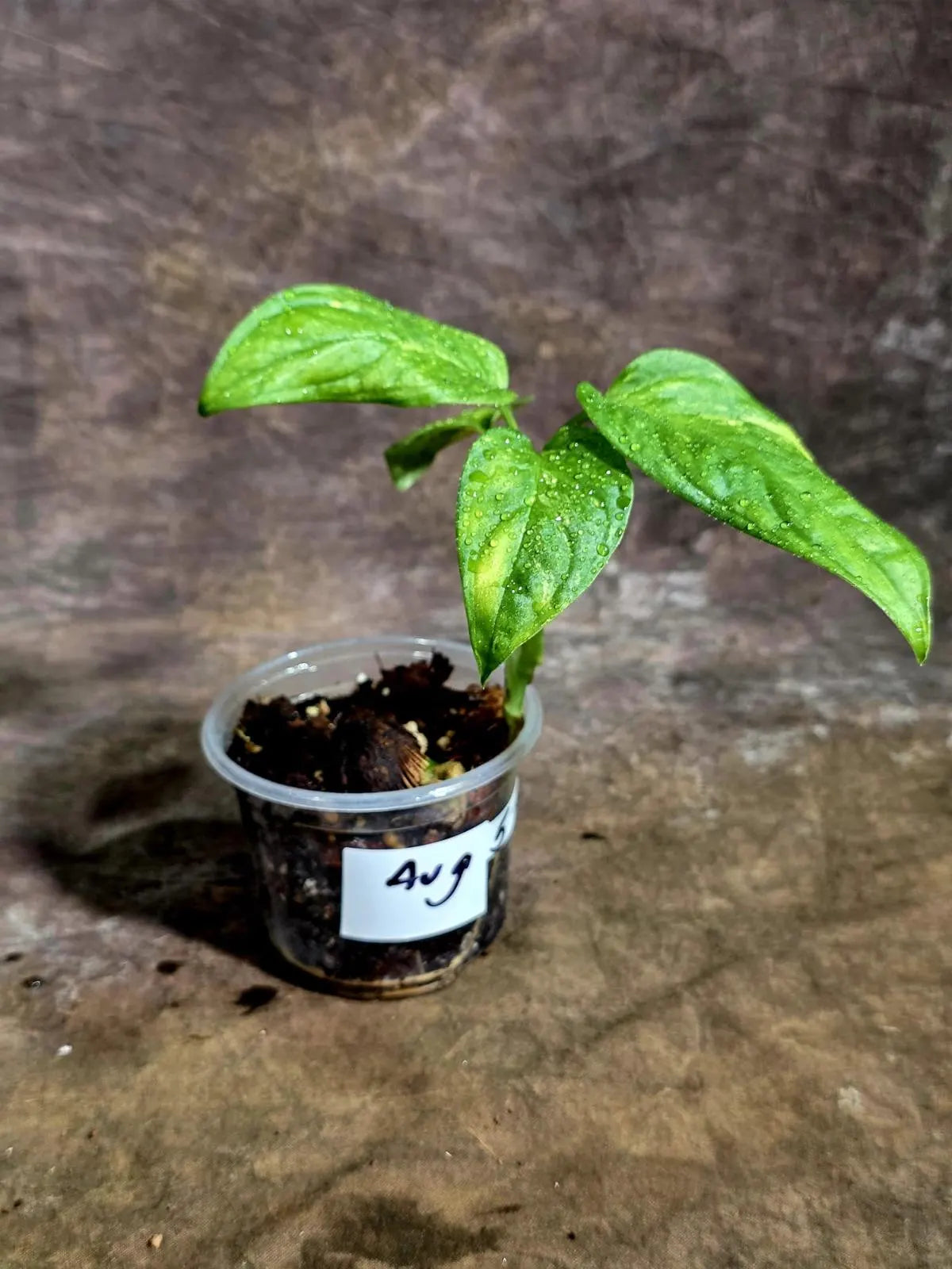 Obliqua Mayuna - Rare Tropical Collectors Plant (Aug-5-16)