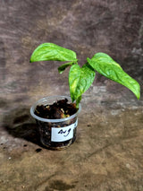 Obliqua Mayuna - Rare Tropical Collectors Plant (Aug-5-16)