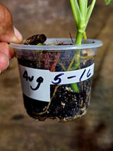 Obliqua Mayuna - Rare Tropical Collectors Plant (Aug-5-16)