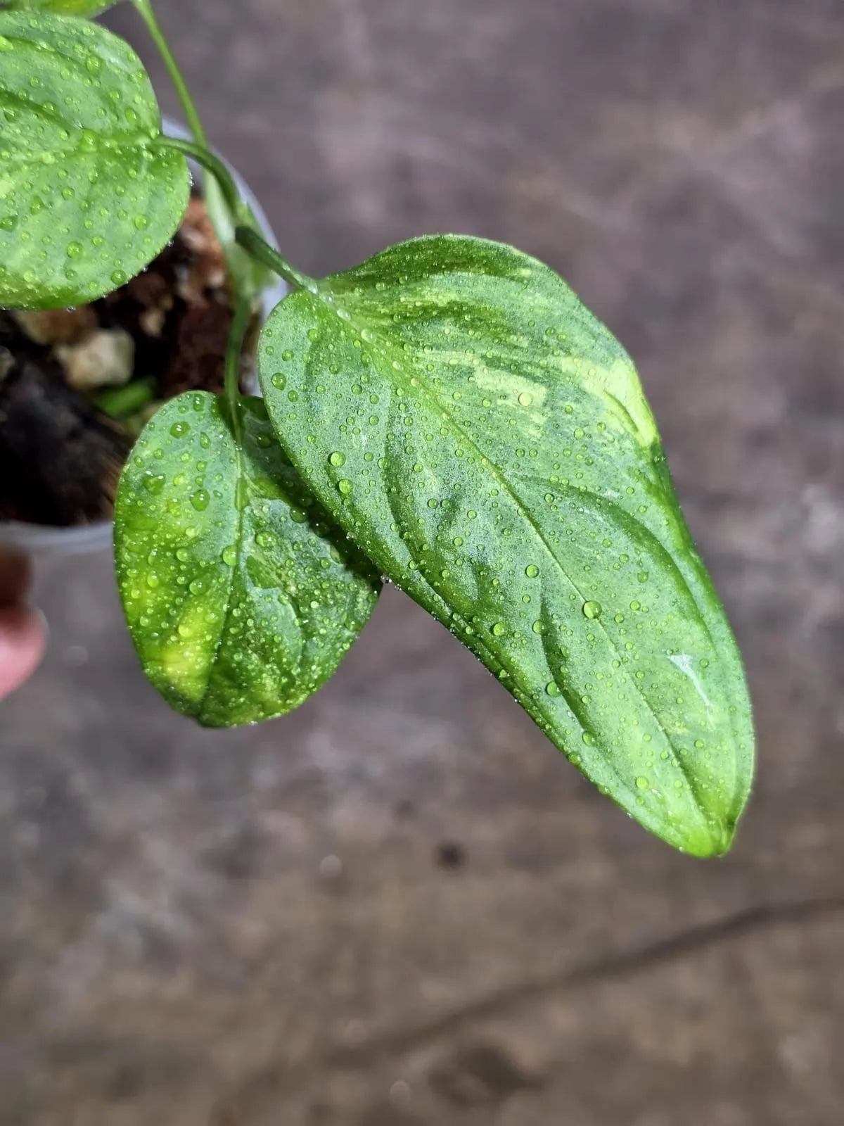 Obliqua Mayuna - Rare Tropical Collectors Plant (Aug-5-16)
