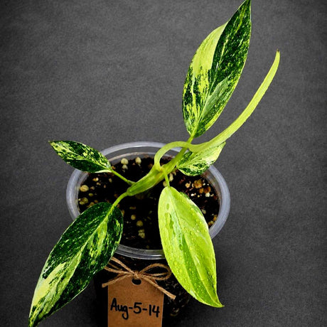Variegated Philodendron White Princess Tricolor (Aug-5-14)