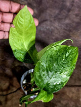 Obliqua Mayuna - Rare Tropical Collectors Plant (Aug-5-17)
