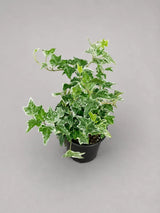 Variegated English Ivy Live Plant in a 4" Grow Pot - Indoor Vining Plant - Low Light Climbing Plant - Easy Care House Plant