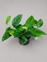 Monstera Peru in 6” Nursery Pot - Monstera Karstenianum Rare Find - Textured Indoor Tropical Plant - Aroid Collector Houseplant Gift