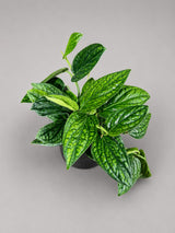 Monstera Peru in 6” Nursery Pot - Monstera Karstenianum Rare Find - Textured Indoor Tropical Plant - Aroid Collector Houseplant Gift