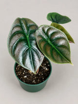 Alocasia Red Secret Live Plant in 4" Nursery Pot - Jewel Alocasia - Metallic Foliage Tropical Houseplant - Rare Indoor Aroid Plant